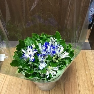 お譲り先決まりました。綺麗なお花を差し上げます。