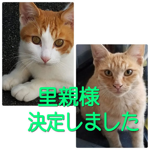 仲良し子猫兄弟 生後7カ月 の里親様 募集です ルナルナ 石切の猫の里親募集 ジモティー