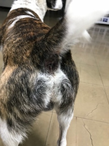迷子犬 里親募集 こころぐ 南城のその他の里親募集 ジモティー