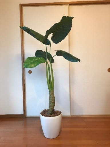 フェイクの観葉植物