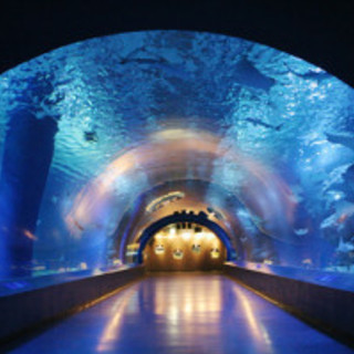 1月28日(1/28)  江ノ島水族館の幻想的な空間を楽しめる！...