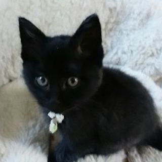 子猫 黒猫（有難うございます。里親決まりました）