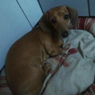 迷子犬探してます みつよし 葛飾の手伝って 助けての助け合い ジモティー