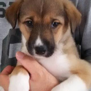 埼玉県の子犬 里親募集 ジモティー