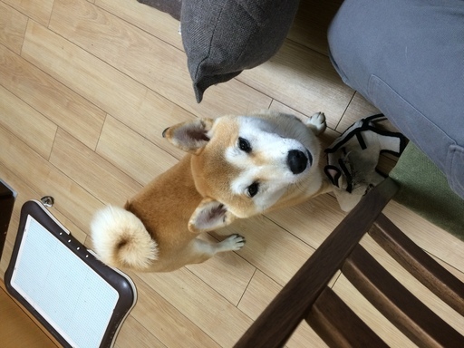 埼玉県の柴犬の里親募集 ジモティー