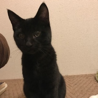 8ヶ月の黒猫の男の子