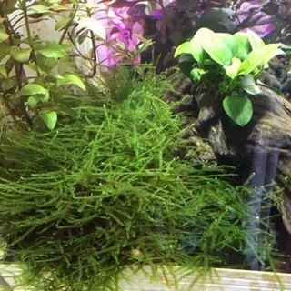 熱帯魚 水草 ウィローモス
