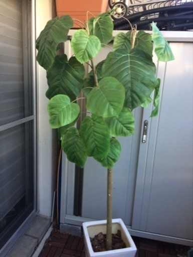 フェイク 観葉植物 ウンベラータ （お引き取りのみ）
