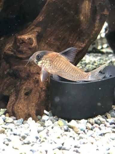 コリドラスニュースーパーポタロエンシス(熱帯魚水槽)生体