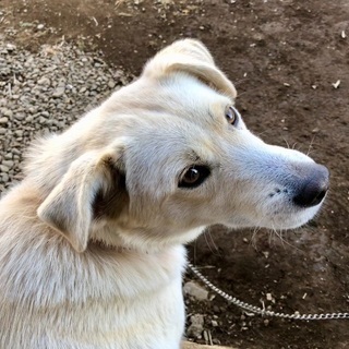 ＜緊急＞ この子たちを助けてください - 犬