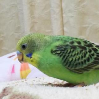 セキセイインコ11月に生まれた子