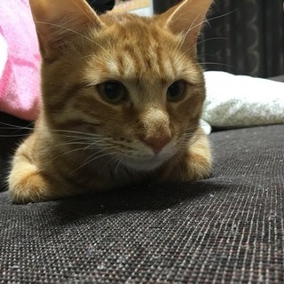 人懐っこく甘えん坊オス猫の里親募集 りょーや 荒本の猫の里親募集 ジモティー