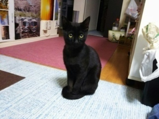 猫オス 生後4ヶ月の黒猫 はなはる 三郷の猫の里親募集 ジモティー