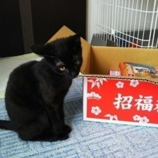 猫オス　 生後4ヶ月の黒猫 - 猫