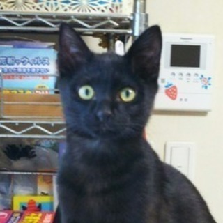 猫オス　 生後4ヶ月の黒猫 − 埼玉県