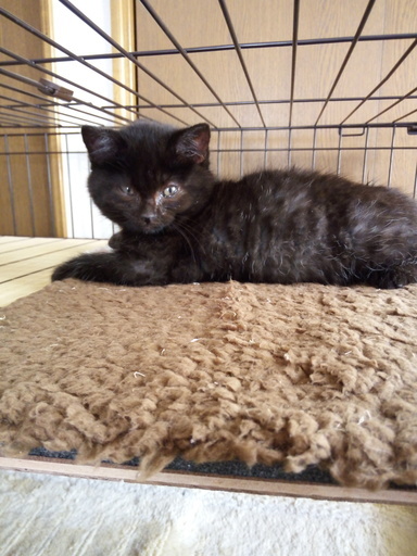 親猫が育児放棄した仔猫が3匹います きなこのうち 南浦和の猫の里親募集 ジモティー 親猫が育児放棄した仔猫が3匹います きなこのうち 南浦和の猫の里親募集 ジモティー