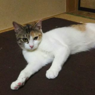 単身者応募可 ツンデレのつばきちゃん − 埼玉県