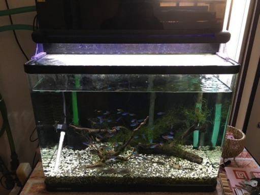 熱帯魚飼育セット一式