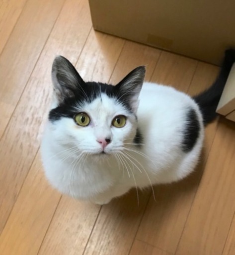 なつっこい白黒猫 里親様決まりました。 (ちー) 富山の猫の里親募集