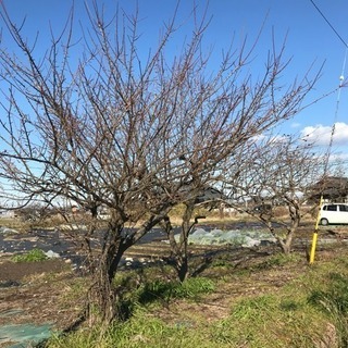 滋賀県東近江市の畑、有休地(165平方m)貸1/2を貸します❗️