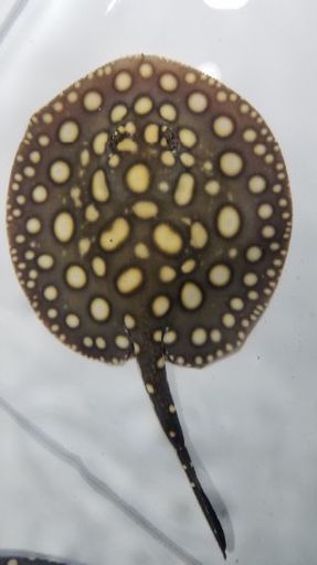 ダイヤモンドポルカ(オス)売ります　　　　　　アロワナ　熱帯魚