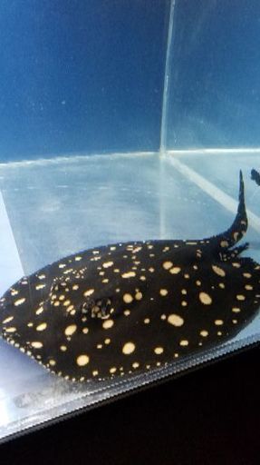 ダイヤモンドポルカ(オス)売ります アロワナ 熱帯魚 【公式通販】