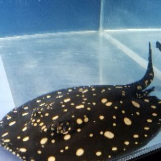 ダイヤモンドポルカの子供オス アロワナ 水槽