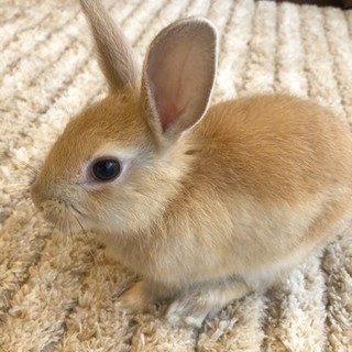 生後2ヶ月のミニウサギです Yumi 糟屋のその他の里親募集 ジモティー 生後2ヶ月のミニウサギです Yumi 糟屋のその他の里親募集 ジモティー