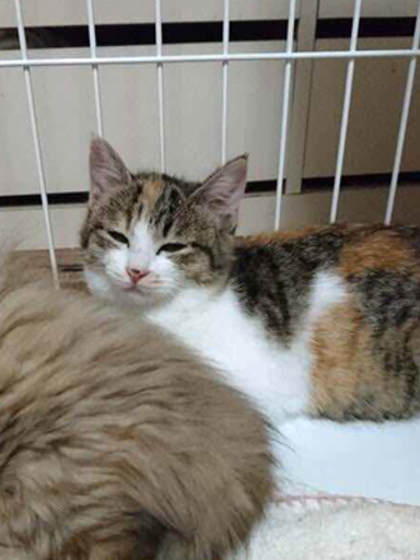 子猫の里親募集 釧路 1 Mahalo 釧路の猫の里親募集 ジモティー