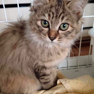 北海道 釧路市の子猫 里親募集 ジモティー