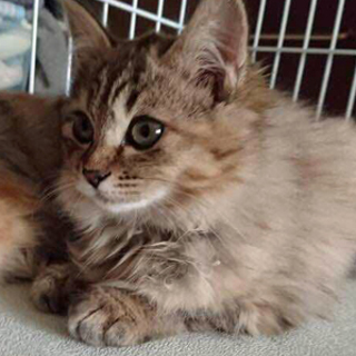 子猫の里親募集 釧路 2 Mahalo 釧路の猫の里親募集 ジモティー