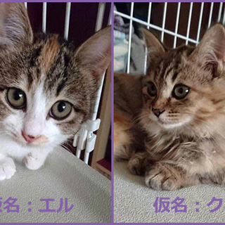 子猫の里親募集 釧路 2 Mahalo 釧路の猫の里親募集 ジモティー