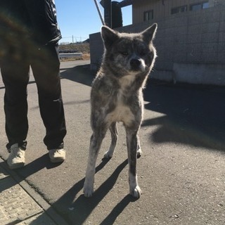 健康な秋田犬、2歳の女の子です。