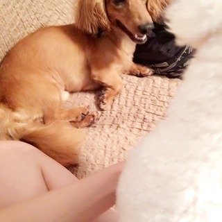 オス5歳 ミニチュアダックス君🐶