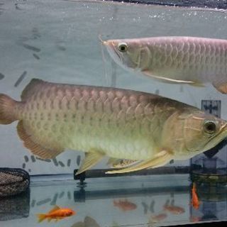 【再出品】アロワナ