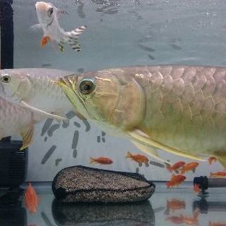 【再出品】アロワナ