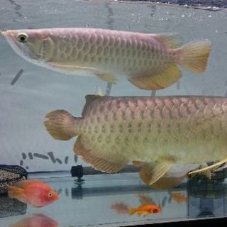 【再出品】アロワナ