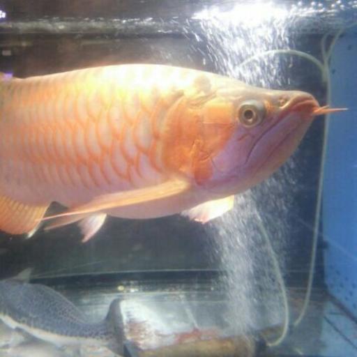 熱帯魚のお引越しはお任せ下さい バスハンター 練馬のペットの無料広告 無料掲載の掲示板 ジモティー 熱帯魚のお引越しはお任せ下さい バスハンター 練馬のペットの無料広告 無料掲載の掲示板 ジモティー