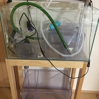 お取引終了/オーバーフロー水槽 希望の方はオマケ生体付き
