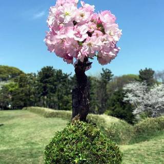 今日から春！桜の苔玉をつくって開花を一緒に待とう！