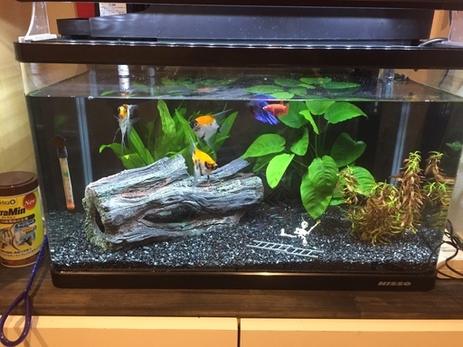 熱帯魚セット  一式(魚付き)