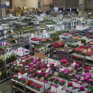 【アルバイト急募！】東京都中央卸売市場内（花き部）での仕分け・積込みスタッフ（鉢物） - 大田区