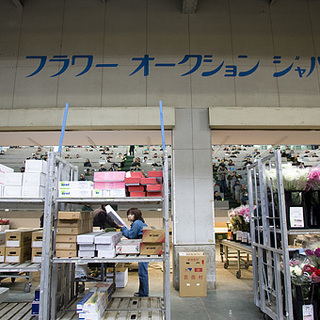 【アルバイト急募！】東京都中央卸売市場内（花き部）での仕分け・積込みスタッフ（鉢物） − 東京都