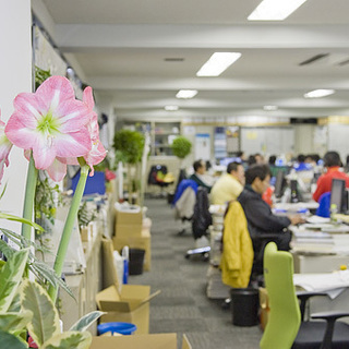 【アルバイト急募！】東京都中央卸売市場内（花き部）での仕分け・積込みスタッフ（鉢物） - アルバイト