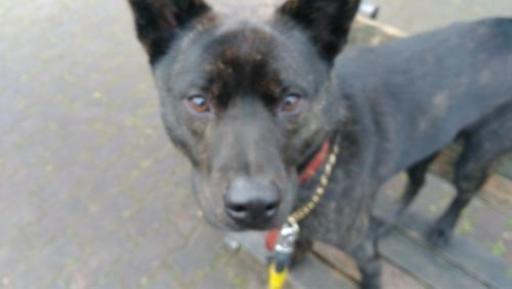 甲斐犬オス1歳の里親さん募集します しげきa2 福生のその他の里親募集 ジモティー