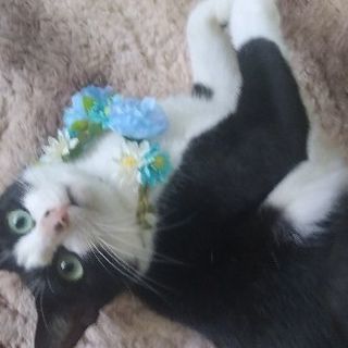 3月4 日 の猫の譲渡会に出します はっちゃん男の子生後1才半 ボクはaidsだけどいい子だよ みたか123 三鷹の猫の里親募集 ジモティー 3月4 日 の猫の譲渡会に出します はっちゃん男の子生後1才半 ボクはaidsだけどいい子だよ みたか123 三鷹の猫の里親募集 ジモティー