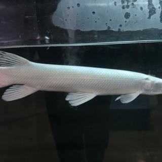 中古アリゲーターガーが無料 格安で買える ジモティー 中古アリゲーターガーが無料 格安で買える ジモティー