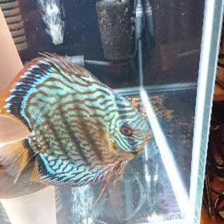 ワイルドイナヌクロス ペアディスカス