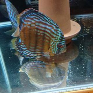 ワイルドイナヌクロス ペアディスカス