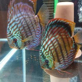 ワイルドイナヌクロス ペアディスカス